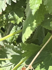 Senecio triangularis