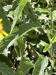 Senecio triangularis