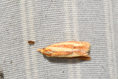 Sparganothis tristriata