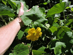 Luffa aegyptiaca