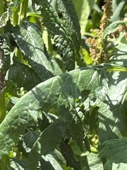 Senecio triangularis