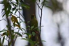 Manorina melanophrys