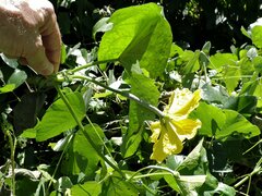 Luffa aegyptiaca