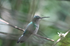 Thalurania glaucopis