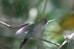 Thalurania glaucopis