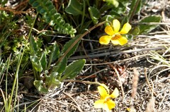 Viola maculata