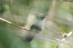 Thalurania glaucopis