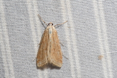 Parapoynx allionealis