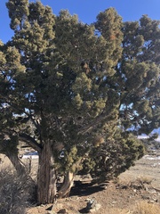 Juniperus osteosperma