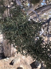 Juniperus osteosperma