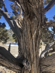 Juniperus osteosperma