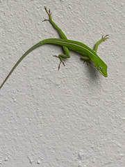Anolis carolinensis