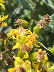 Senecio triangularis