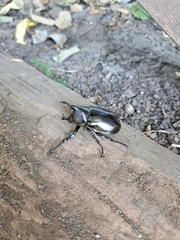 Xylotrupes australicus