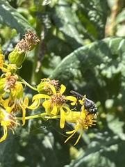 Senecio triangularis