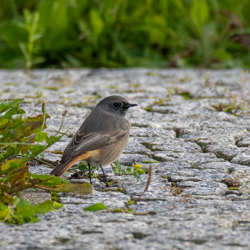 Colirrojo tizón (Phoenicurus ochruros)