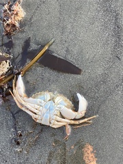 Metacarcinus anthonyi