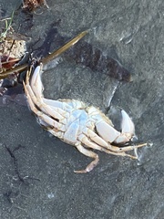 Metacarcinus anthonyi