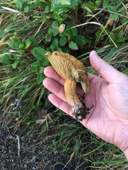 Lactarius aurantiosordidus