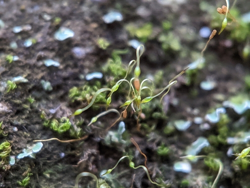 Image of Rock-loving Swan-necked Moss by (c) Elias, some rights reserved (CC BY)
