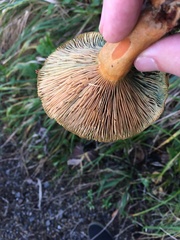 Lactarius aurantiosordidus