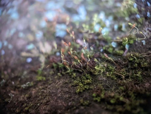 Image of Campylostelium saxicola by (c) Elias, some rights reserved (CC BY)