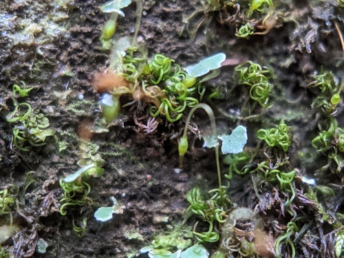 Image of Campylostelium saxicola by (c) Elias, some rights reserved (CC BY)