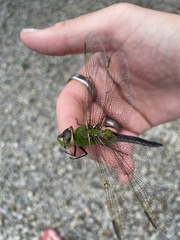 Anax longipes