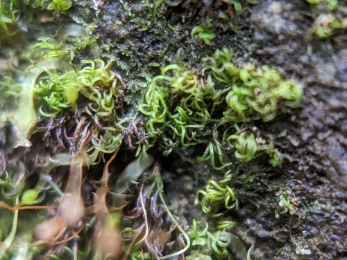 Image of Rock-loving Swan-necked Moss by (c) Elias, some rights reserved (CC BY)