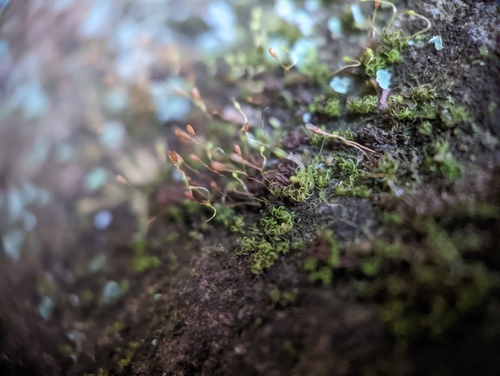 Image of Campylostelium saxicola by (c) Elias, some rights reserved (CC BY)