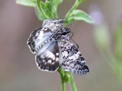 Chiomara georgina