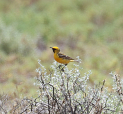 Epthianura aurifrons