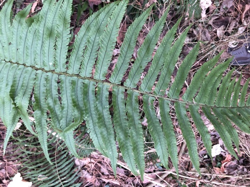 Dryopteris hangchowensis iNat (1)