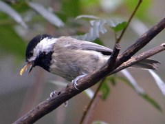 Poecile sclateri