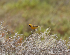Epthianura aurifrons