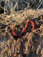 Strigamia epileptica