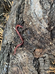 Strigamia epileptica