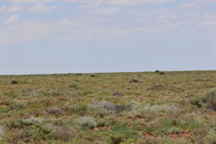 Epthianura aurifrons