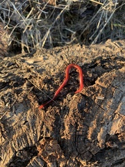 Strigamia epileptica