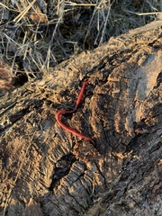 Strigamia epileptica