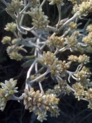 Pseudognaphalium microcephalum