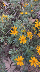 Tagetes lunulata