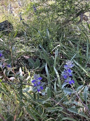 Ajuga australis