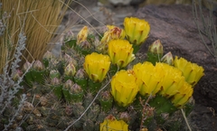 Maihueniopsis ovata