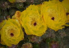Maihueniopsis ovata