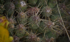 Maihueniopsis ovata