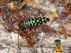 Placosternus difficilis