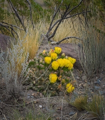 Maihueniopsis ovata