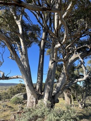 Eucalyptus cladocalyx