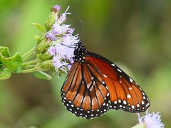 Danaus eresimus